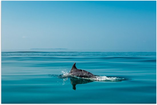 WallClassics - Poster (Mat) - Vin van Dolfijn boven Wateroppervlak - 60x40 cm Foto op Posterpapier met een Matte look