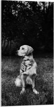 Acrylglas - Zittende Hond in Zwart-Wit - 50x100 cm Foto op Acrylglas (Wanddecoratie op Acrylaat)