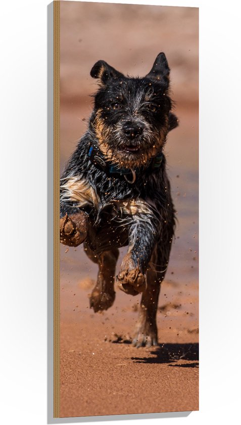 WallClassics - Hout - Blije Rennende Natte Hond op het Strand - 40x120 cm - 9 mm dik - Foto op Hout (Met Ophangsysteem)