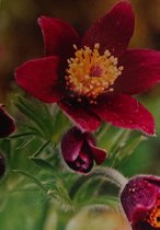 Wildemanskruid (Pulsatilla vulgaris) (rood) - Oeverplant - 3 losse planten - Om zelf op te potten - Vijverplanten Webshop