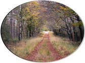 Dibond Ovaal - Bospad in een Bos in Nederland - 40x30 cm Foto op Ovaal (Met Ophangsysteem)