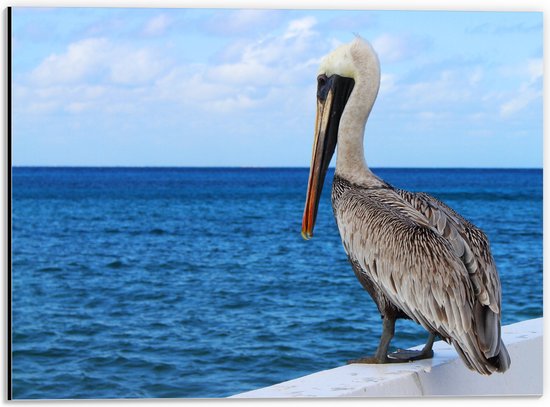 Dibond - Pelikaan met Lange Snavel op Rand van Boot Drijvend op Zee - 40x30 cm Foto op Aluminium (Wanddecoratie van metaal)