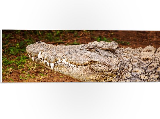 PVC Schuimplaat - Tevreden Alligator tussen Aarde - 60x20 cm Foto op PVC Schuimplaat (Met Ophangsysteem)