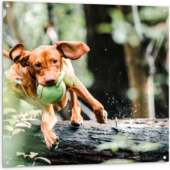 Tuinposter – Spelende Hond met Bal bij Boomstam in Bos - 100x100 cm Foto op Tuinposter (wanddecoratie voor buiten en binnen)