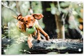 Tuinposter – Spelende Hond met Bal bij Boomstam in Bos - 60x40 cm Foto op Tuinposter (wanddecoratie voor buiten en binnen)