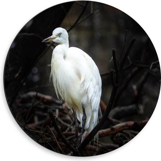 WallClassics - Dibond Muurcirkel - Grote Witte Vogel tussen Dichtgroeiende Takken - 50x50 cm Foto op Aluminium Muurcirkel (met ophangsysteem)