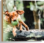 Hout - Spelende Hond met Bal bij Boomstam in Bos - 50x50 cm - 9 mm dik - Foto op Hout (Met Ophangsysteem)