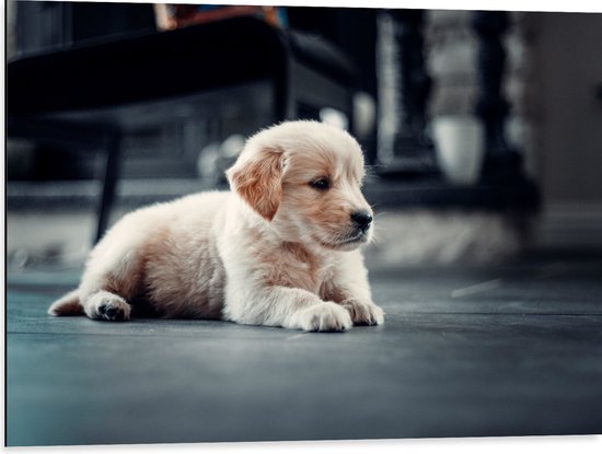 Dibond - Tevreden Puppy op Stenen Vloer - 80x60 cm Foto op Aluminium (Wanddecoratie van metaal)