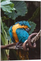 WallClassics - Verre acrylique - Perroquet Blauw et jaune se grattant sur une branche avec des feuilles - Photo 60 x 90 cm sur verre acrylique (avec système de suspension)