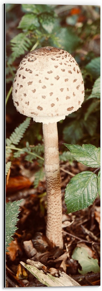 Dibond - Grote Parasolzwam Paddestoel tussen Groene Bladeren - 20x60 cm Foto op Aluminium
