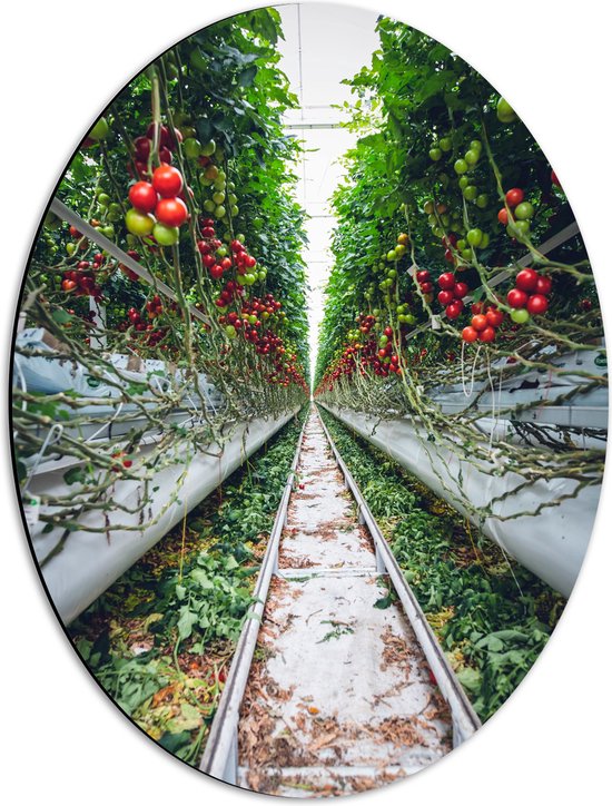 Dibond Ovaal - Rails langs Tomaten in Kwekerij - 42x56 cm Foto op Ovaal (Met Ophangsysteem)