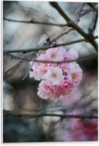 PVC Schuimplaat- Licht Roze Bloemen aan een Tak - Sakura - 40x60 cm Foto op PVC Schuimplaat