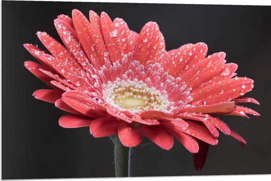 Dibond - Rode Gerbera Jamesonii met Waterdruppels - 90x60 cm Foto op Aluminium (Wanddecoratie van metaal)