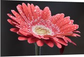 Dibond - Rode Gerbera Jamesonii met Waterdruppels - 120x80 cm Foto op Aluminium (Met Ophangsysteem)