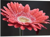 Dibond - Rode Gerbera Jamesonii met Waterdruppels - 80x60 cm Foto op Aluminium (Met Ophangsysteem)