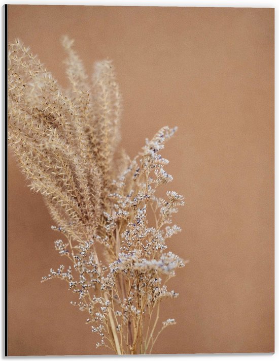 WallClassics - Dibond - Tak van Gypsophila Plant tegen Bruine Muur - 30x40 cm Foto op Aluminium (Wanddecoratie van metaal)