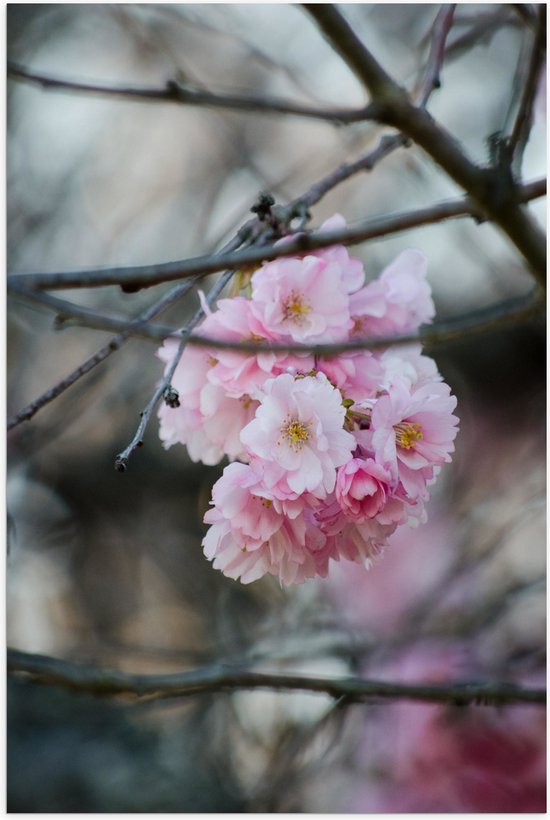Poster (Mat) - Licht Roze Bloemen aan een Tak - Sakura - 50x75 cm Foto op Posterpapier met een Matte look
