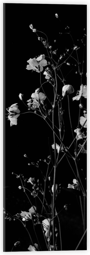 Acrylglas - Sluierkruid Bloemen Zwart/Wit - 20x60 cm Foto op Acrylglas (Met Ophangsysteem)