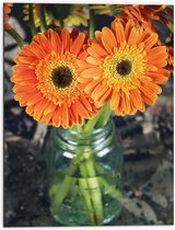 Dibond - Oranje Gerbera Jamesonii Bloemen - 60x80 cm Foto op Aluminium (Wanddecoratie van metaal)