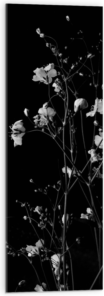 Acrylglas - Sluierkruid Bloemen Zwart/Wit - 30x90 cm Foto op Acrylglas (Wanddecoratie op Acrylaat)