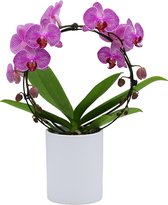 Papicco NIGHTLIFE Margharita - Orchidee - Mirror - Phalaenopsis - Paars