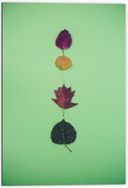 Dibond - Verschillende Soorten en Kleuren Bladeren op Groene Achtergrond - 70x105 cm Foto op Aluminium (Met Ophangsysteem)
