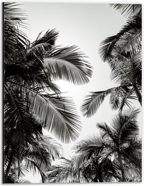 WallClassics - Dibond - Zwart/ Witte Palmbladeren - 30x40 cm Foto op Aluminium (Met Ophangsysteem)