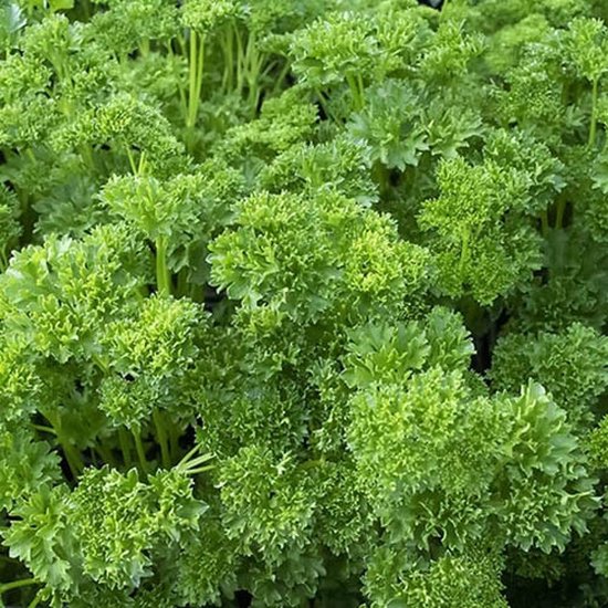 Bio Peterselie Moskrul