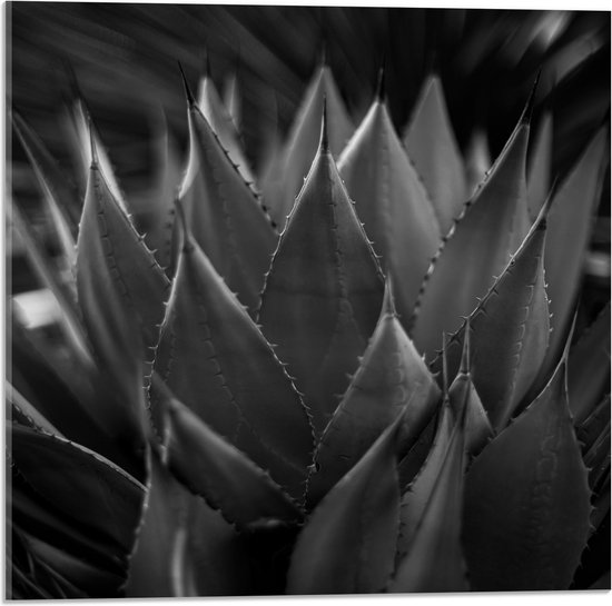 WallClassics - Acrylglas - Close-up van Agave shawii Plant (zwart/ wit) - 50x50 cm Foto op Acrylglas (Wanddecoratie op Acrylaat)
