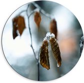 Dibond Muurcirkel - Laagje Sneeuw op Bruine Herfstbladeren - 60x60 cm Foto op Aluminium Muurcirkel (met ophangsysteem)