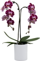 Papicco FESTVIAL Cozy - Orchidee - Umbrella - Phalaenopsis - Rood