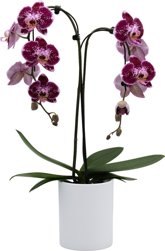 Papicco Papicco FESTVIAL Cozy - Orchidee - Umbrella - Phalaenopsis - Rood | bol