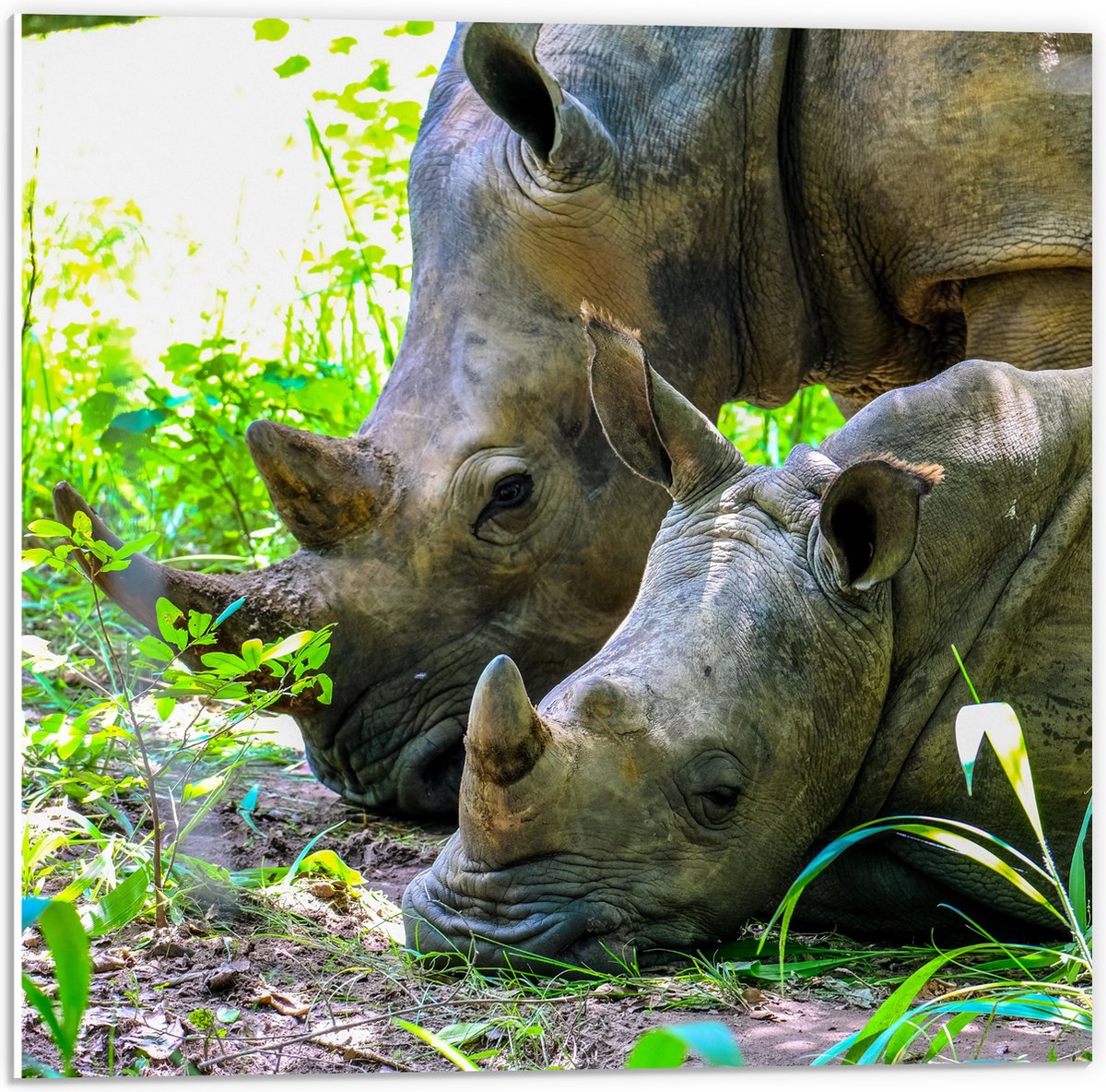 PVC Schuimplaat- Neushoorn met Baby liggend tussen Groene Smalle Planten - 50x50 cm Foto op PVC Schuimplaat