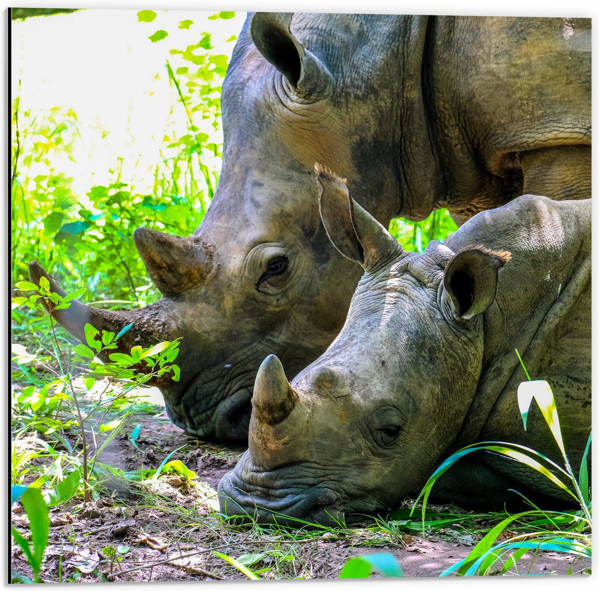 Dibond - Neushoorn met Baby liggend tussen Groene Smalle Planten - 50x50 cm Foto op Aluminium (Wanddecoratie van metaal)