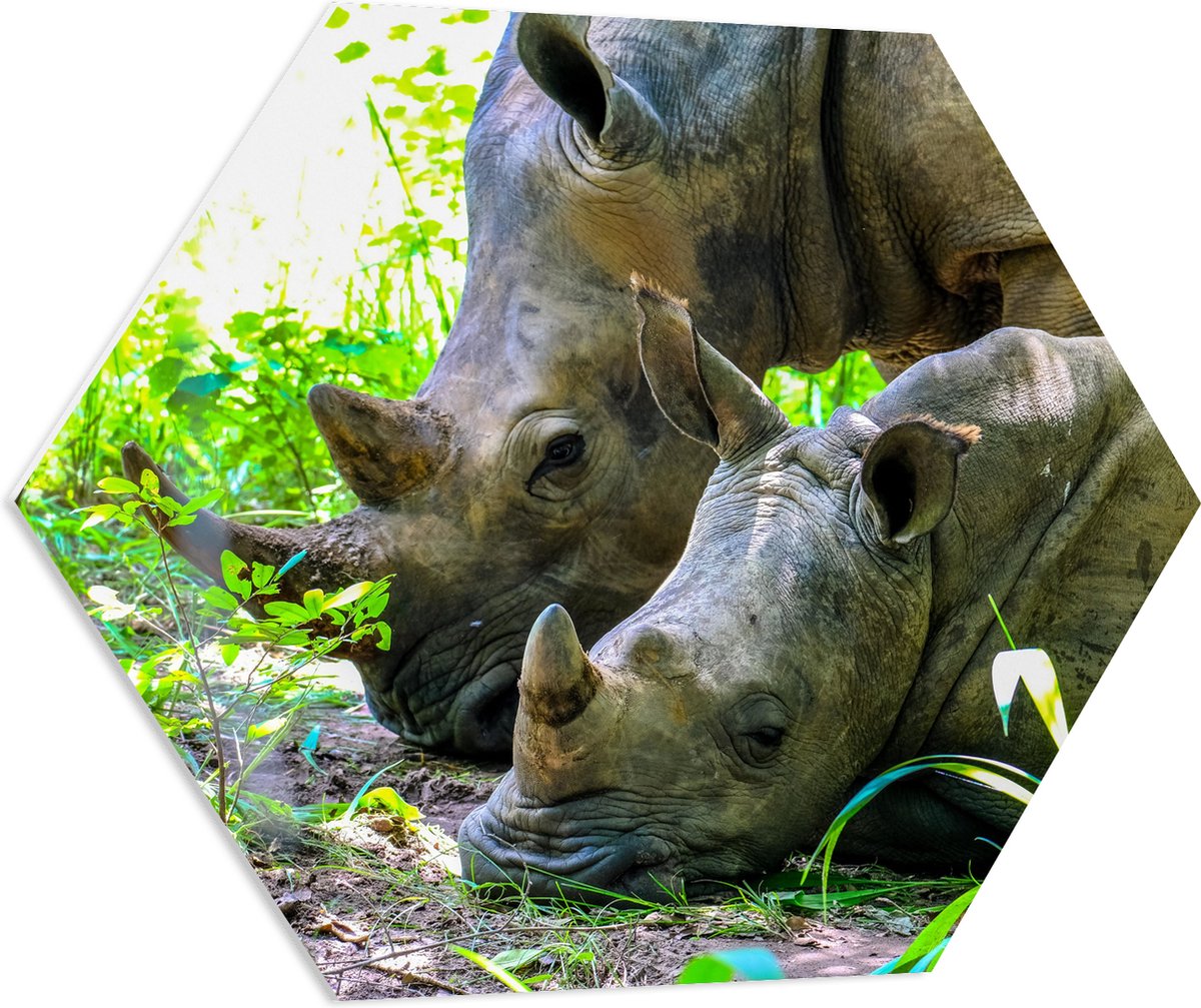 PVC Schuimplaat Hexagon - Neushoorn met Baby liggend tussen Groene Smalle Planten - 80x69.6 cm Foto op Hexagon (Met Ophangsysteem)