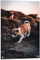 Tuinposter – Verlegen Puppy Lopend op Rots - 60x90 cm Foto op Tuinposter (wanddecoratie voor buiten en binnen)