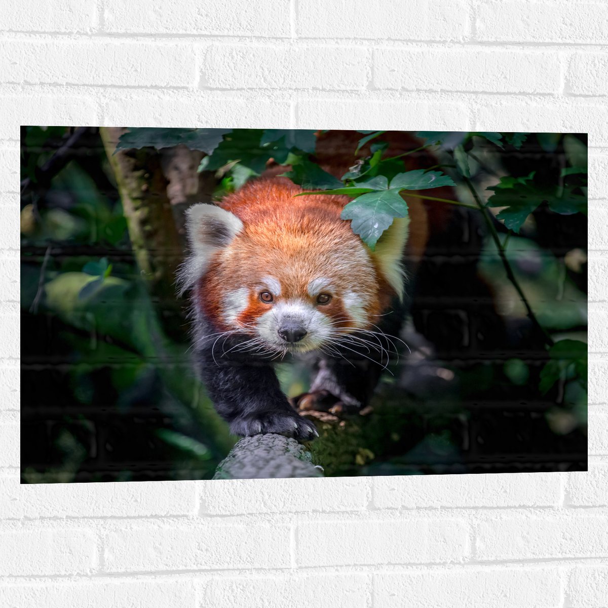 Muursticker - Sluipende Rode Panda op Smalle Boomstam - 75x50 cm Foto op Muursticker