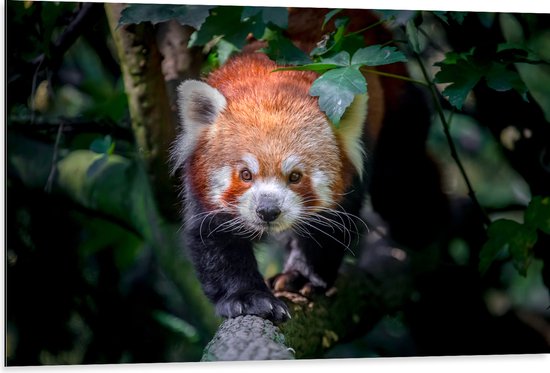 Dibond - Sluipende Rode Panda op Smalle Boomstam - 105x70 cm Foto op Aluminium (Met Ophangsysteem)