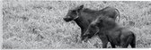 Acrylglas - Duo Zwijntjes in Graslandschap (Zwart- wit) - 60x20 cm Foto op Acrylglas (Wanddecoratie op Acrylaat)