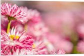 Acrylglas - Roze met Witte Bloempjes in het Bloemenveld - 90x60 cm Foto op Acrylglas (Wanddecoratie op Acrylaat)