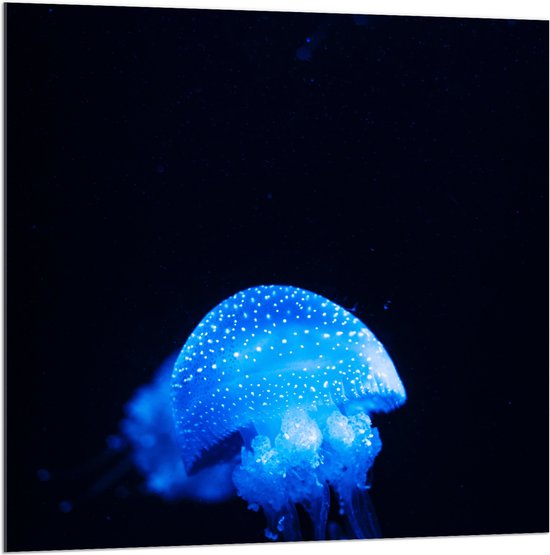 Acrylglas - Helder Blauwe Kwallen in de Zee - 100x100 cm Foto op Acrylglas (Met Ophangsysteem)