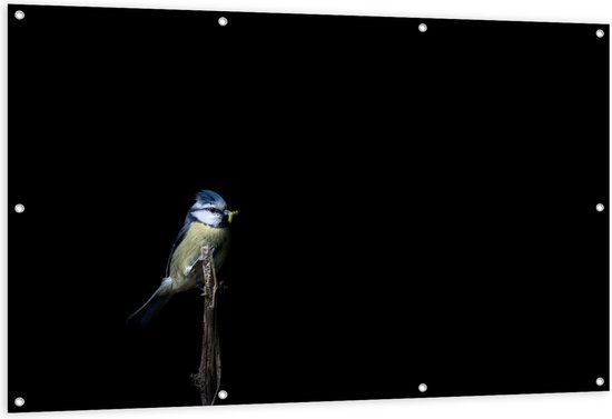 Tuinposter – Koolmeesje Vogel op Dunne Tak tegen Zwarte Achtergrond - 150x100 cm Foto op Tuinposter (wanddecoratie voor buiten en binnen)