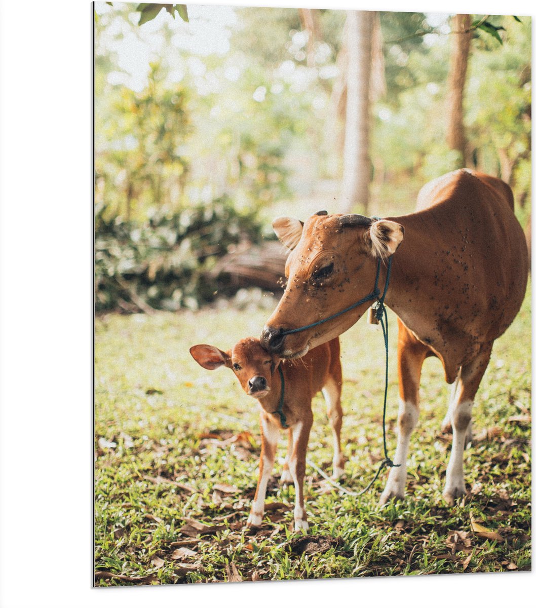 Dibond - Ree met Baby in het Gras van een Bos - 75x100 cm Foto op Aluminium (Met Ophangsysteem)