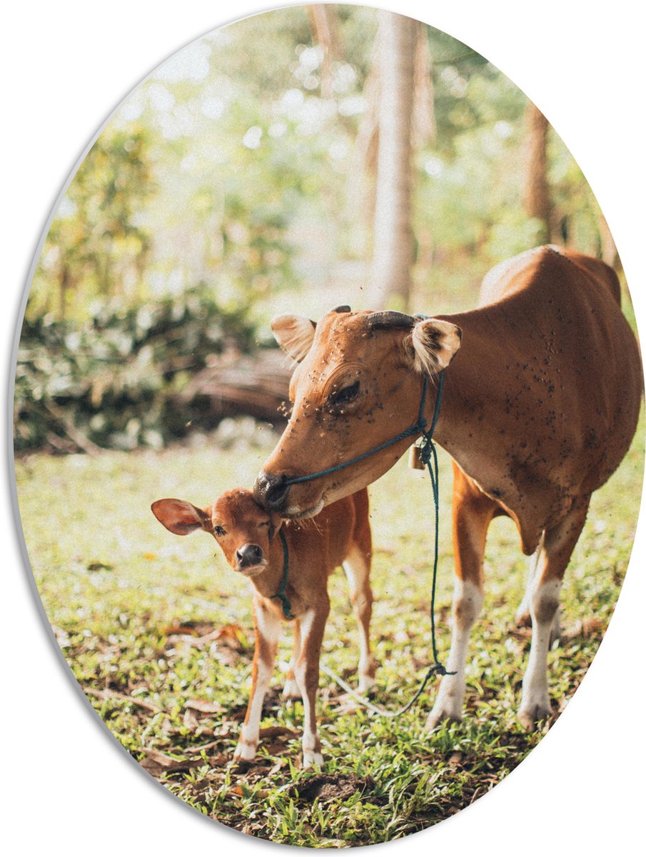 PVC Schuimplaat Ovaal - Ree met Baby in het Gras van een Bos - 42x56 cm Foto op Ovaal (Met Ophangsysteem)