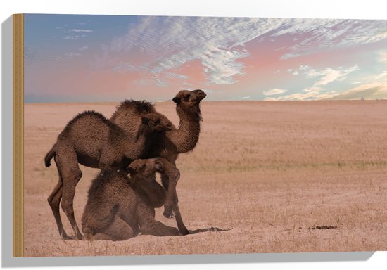Hout - Sluierbewolking boven Kamelen Trio in Landschap - 60x40 cm - 9 mm dik - Foto op Hout (Met Ophangsysteem)