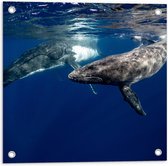Tuinposter – Duo Walvissen Zwemmend aan Wateroppervlak van Zee - 50x50 cm Foto op Tuinposter (wanddecoratie voor buiten en binnen)