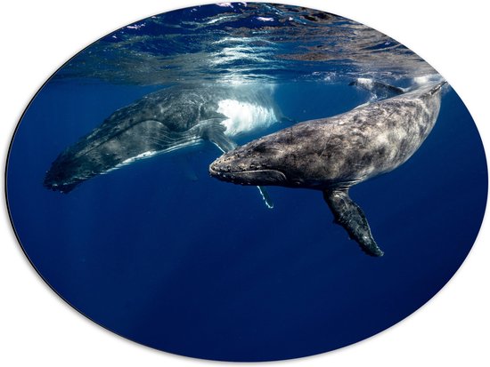 Dibond Ovaal - Duo Walvissen Zwemmend aan Wateroppervlak van Zee - 68x51 cm Foto op Ovaal (Met Ophangsysteem)