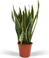 Vrouwentong - Sansevieria Laurentii hoogte 65cm potmaat 17cm