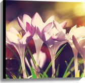 Canvas - Paarse Krokus Bloemen in het Veld - 60x60 cm Foto op Canvas Schilderij (Wanddecoratie op Canvas)