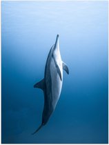 Poster (Mat) - Verticaal Zwemmende Dolfijn - 75x100 cm Foto op Posterpapier met een Matte look